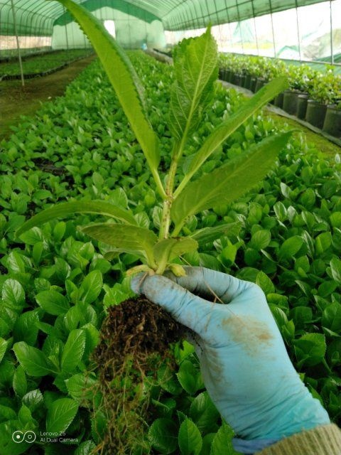 安顺 贵州绣球花基地大花绣球花苗无尽夏八仙花花卉蓝色绣球苗粉团花
