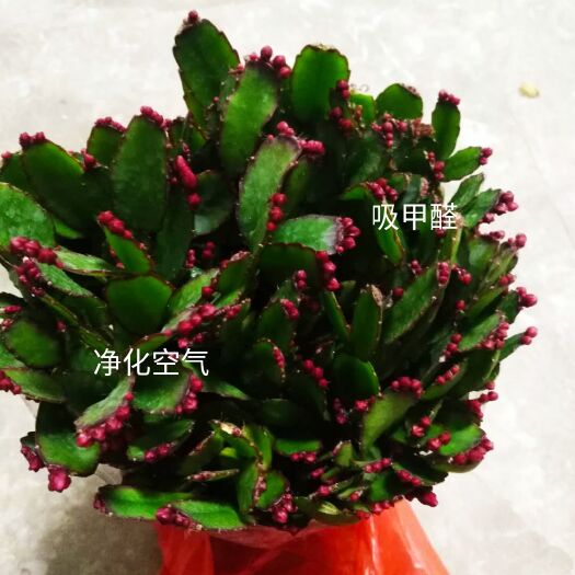 蟹爪兰盆栽 三月雪带蟹爪兰带花苞产地批发直销量大优惠欢迎咨询订购