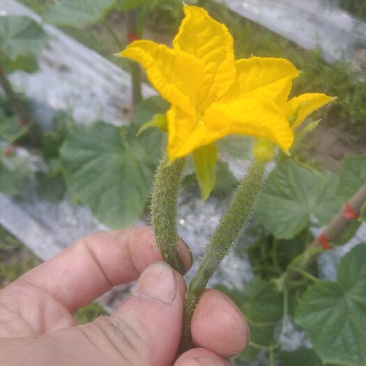 湖州 密刺黄瓜顶花带刺