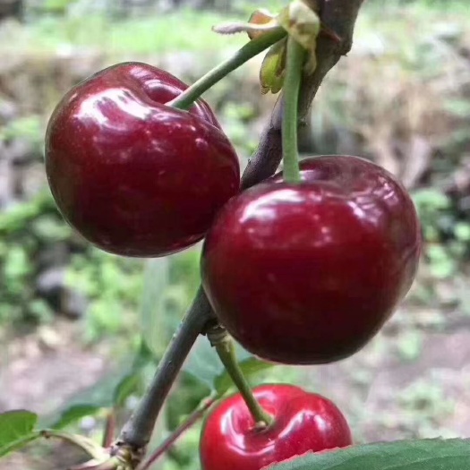 黑珍珠樱桃 汶川车厘子