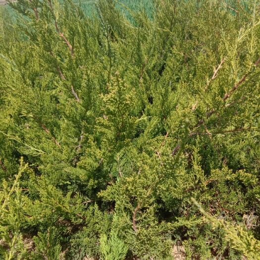 莒县小龙柏  40一60公分大冠幅龙柏大量低价出售，