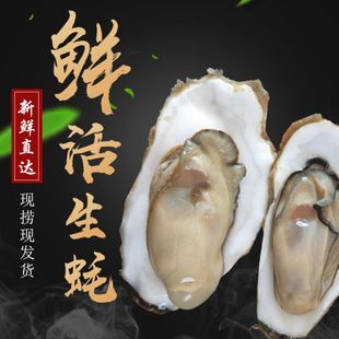 漳浦县山东乳山牡蛎 福建生蚝，山东乳山生蚝。老牌老质量