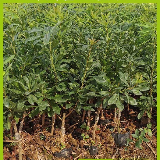 灵山县 杨梅树苗东魁杨梅仙居大红梅嫁接苗南北方种植当年结果庭院种果