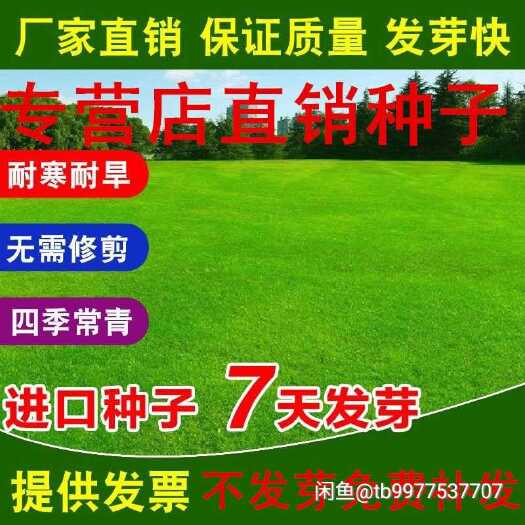 北京草坪种子 草籽净籽，不是泥包籽，草坪专用草籽，蓝标草籽