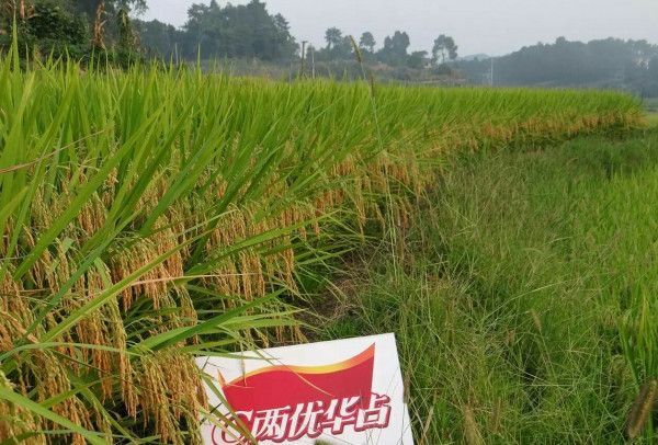 c两优华占 预售2020年水稻，有收购的朋友可以联系