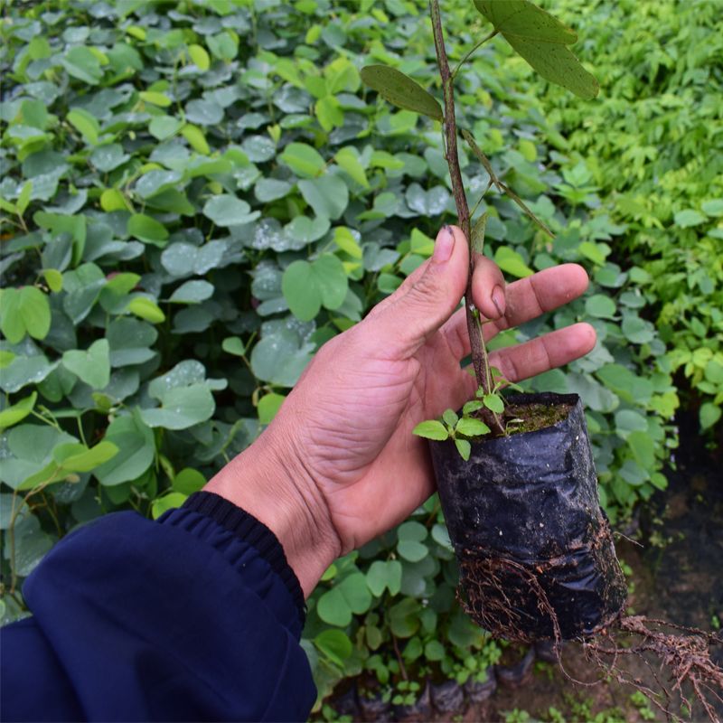  宫粉紫荆花盆栽盆景紫荆树苗室外庭院四季名贵绿化观赏多花风景