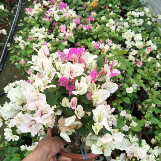 南靖县 现货实拍，多色三角梅