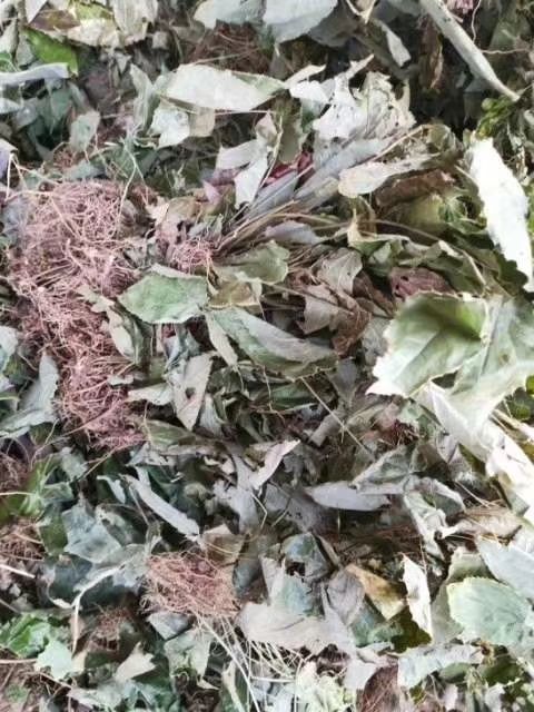 重庆市巫山淫羊藿 淫洋藿