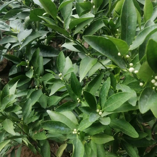 平邑县脆皮金桔 桔苗，文竹，草莓，蟹爪莲佛珠