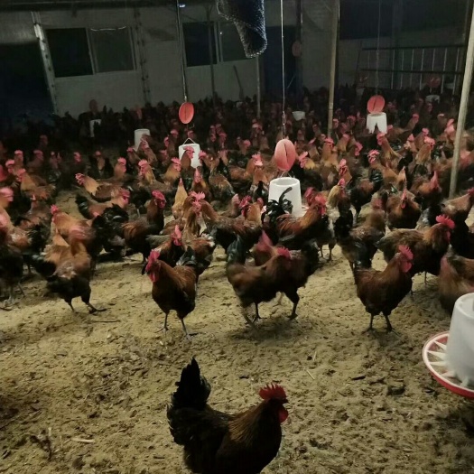 赫章县 血毛土鸡苗，黄脚土鸡苗，4月中旬脱温出苗。
疫苗已做