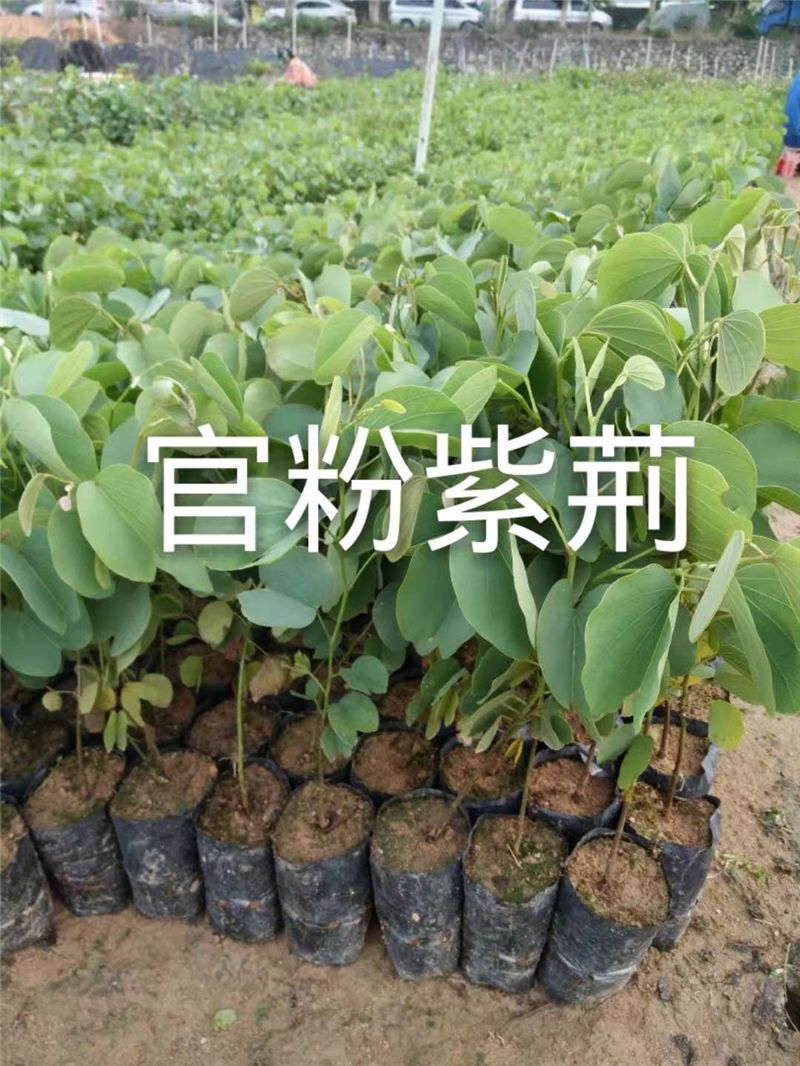  宫粉紫荆花盆栽盆景紫荆树苗室外庭院四季名贵绿化观赏多花风景