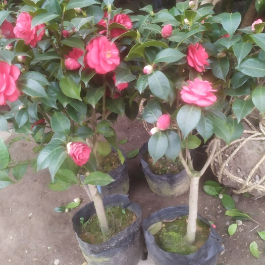 沭阳县茶花树 30~50cm