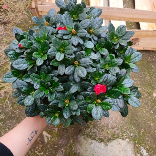 漳平市 精品杜鹃花盆栽杨梅红杜鹃比利时杜鹃带花苞产地直销