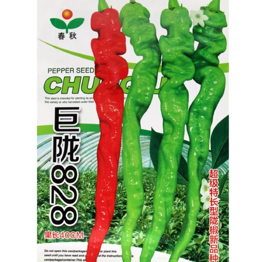 沭阳县螺丝椒种子 巨陇828陇椒种子特长品种采收期长果长40厘米