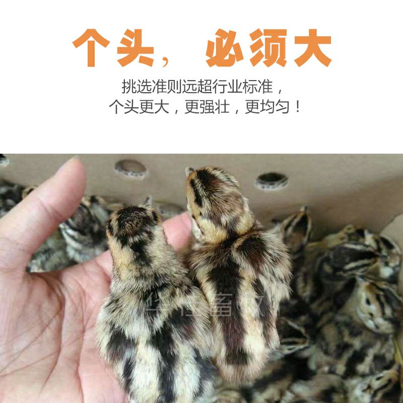 山鸡苗 山鸡苗 七彩鸡苗 厂家直销 高收益