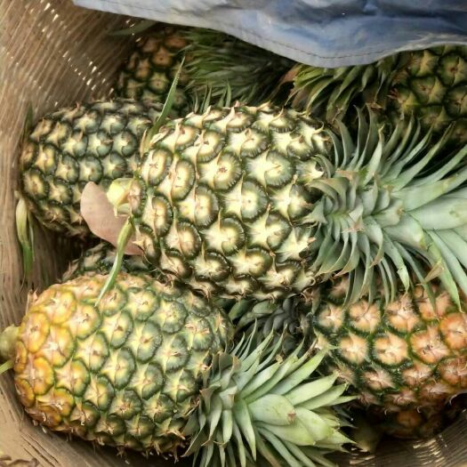 景洪市金钻十七号凤梨 西双版纳金钻凤梨