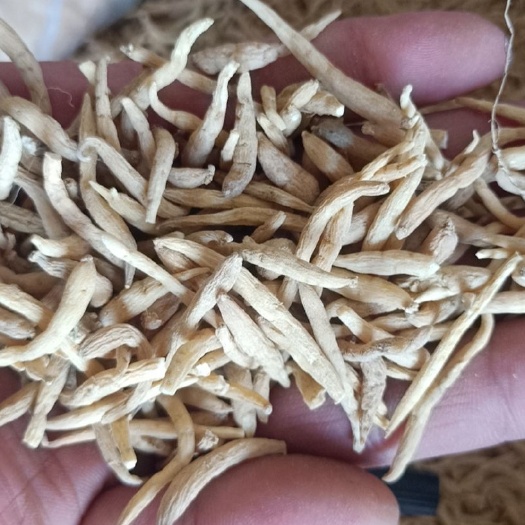 中药材 太子参 各种规格齐全