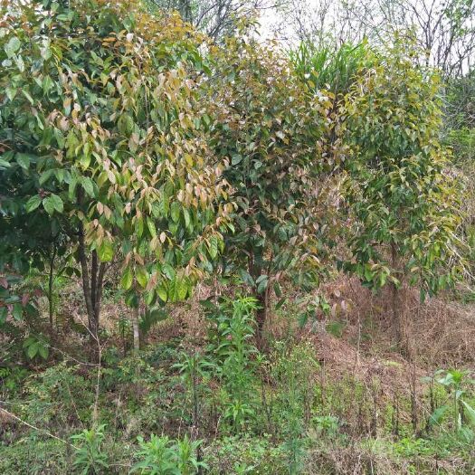 全南县大果红花油茶 1米高2米高的