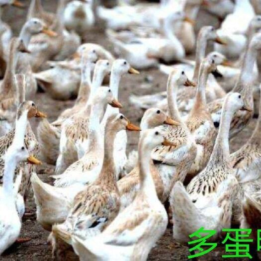 南宁 多蛋鸭苗