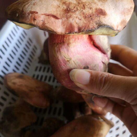 昆明 鲜红葱牛肝菌上市 见手青