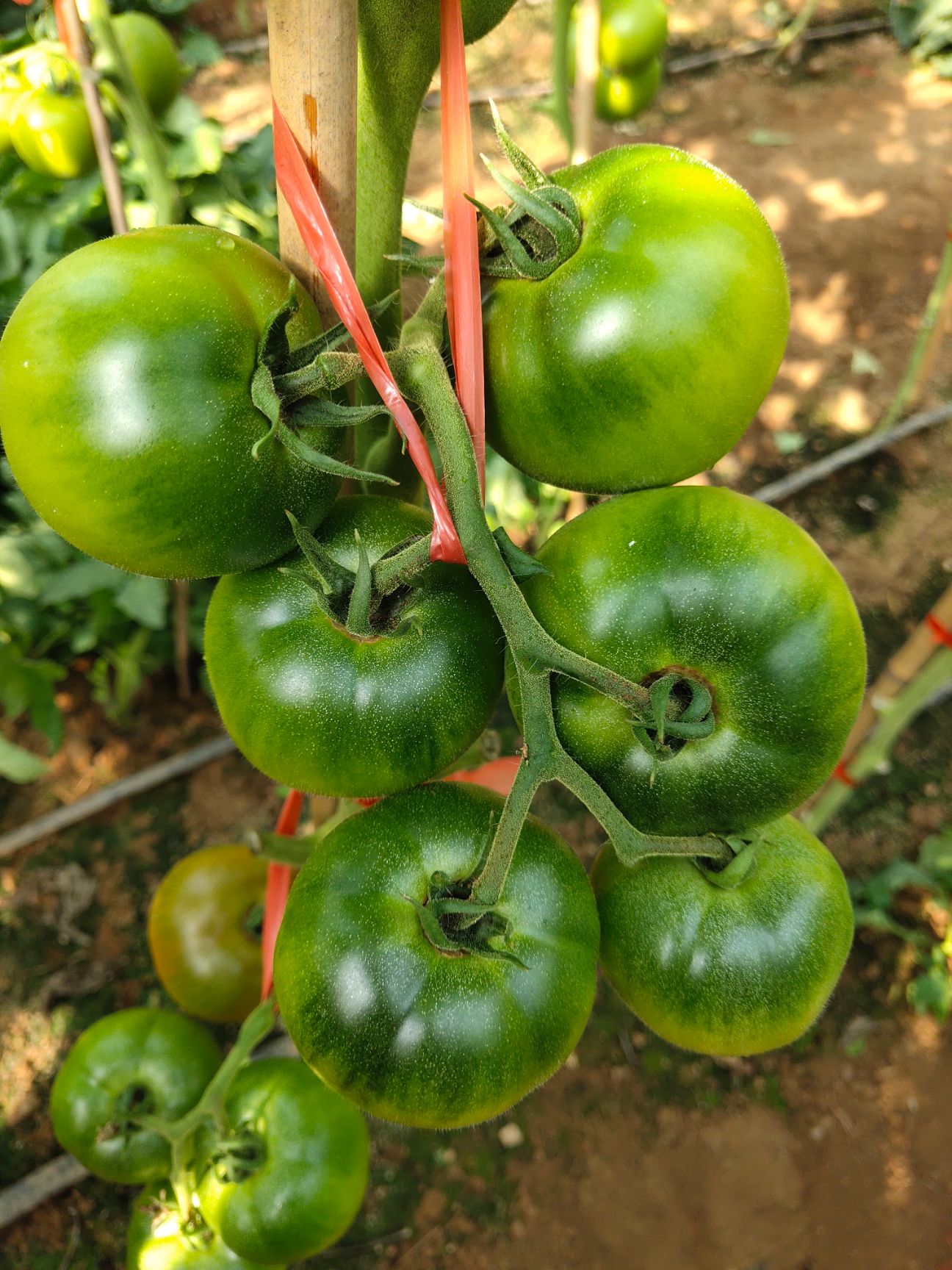 草莓番茄種子東北鐵皮草莓柿子番茄種籽大田陽臺四季蔬菜種