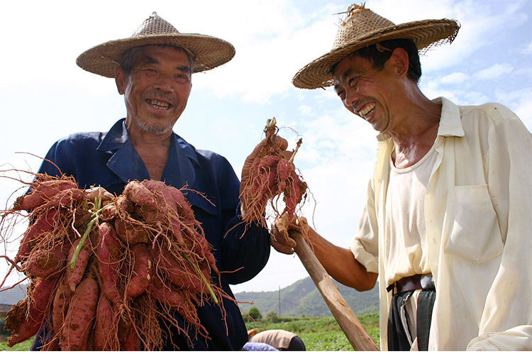  小香薯红薯板栗番薯地瓜黄心粉糯香甜番薯地瓜小山芋【全国包邮