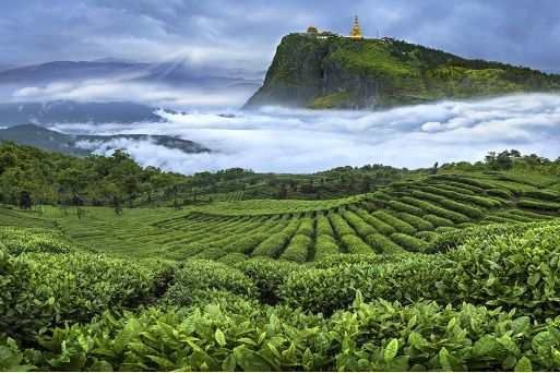 峨眉山市 峨眉山高山有机绿茶竹叶青批发零售