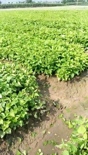海宁市蛋白桑苗   养蚕桑树苗实生苗