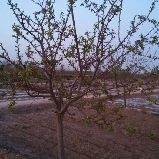 巨鹿县山杏苗 上货块，质量有保障