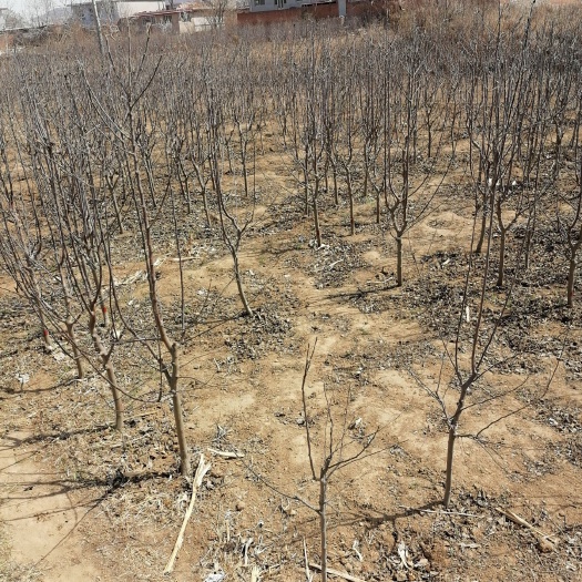 秦皇岛 大量苹果树苗