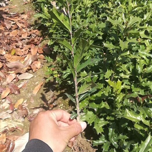 潢川县 有刺枸骨苗产地直销，规格齐全。