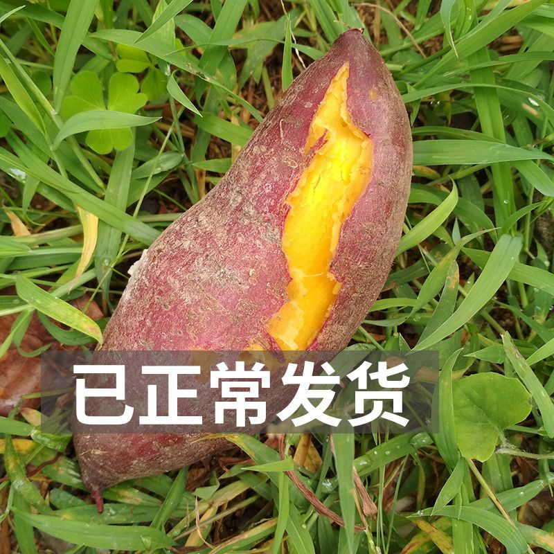 板栗薯  【香甜粉糯】广东现挖新鲜板栗红薯黄心红皮番薯香绵无