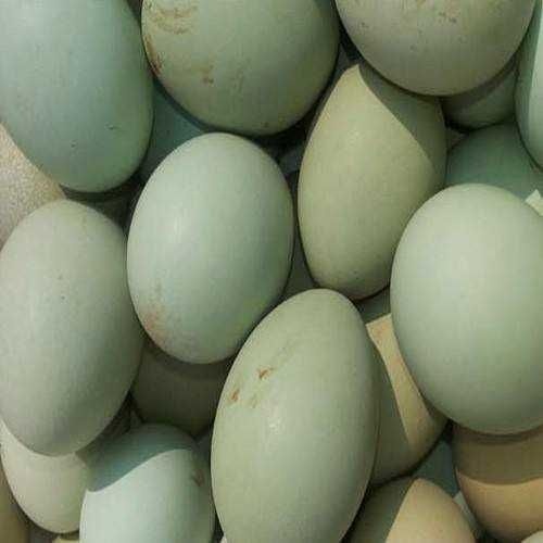 沭阳县乌骨鸡种蛋 乌鸡种蛋包出小鸡