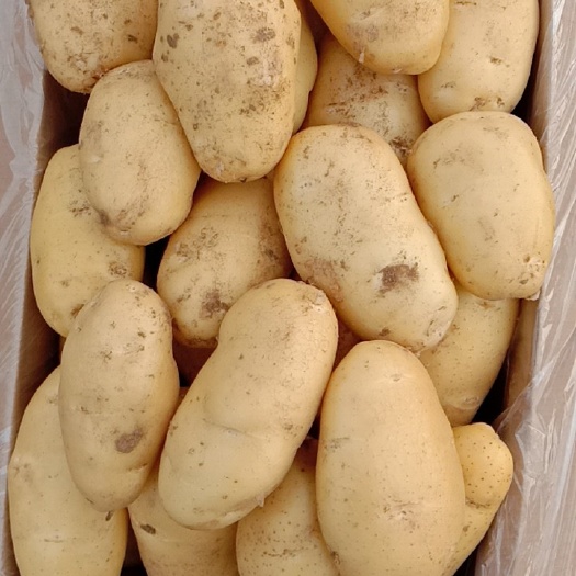 黄心土豆电商超市沃土V7荷兰十五马铃薯通货价