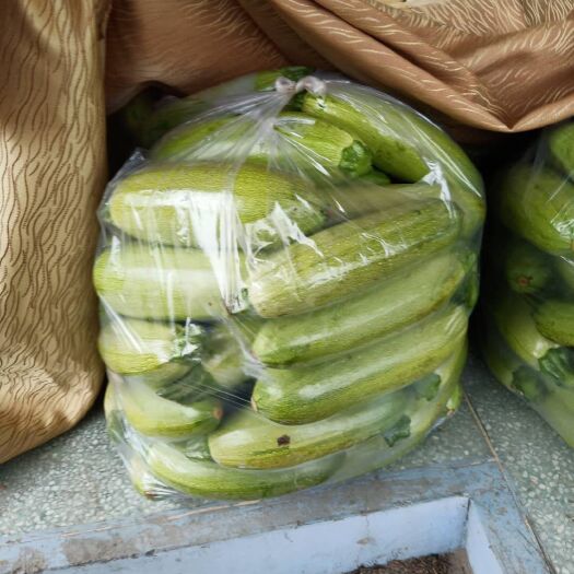 东台市油绿西葫芦  油玉西葫芦