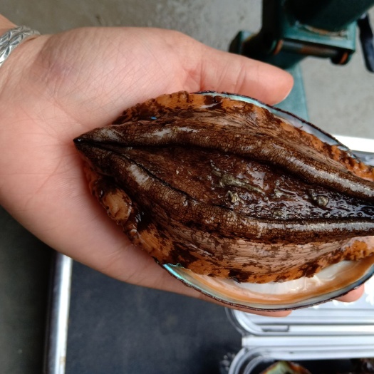 漳浦县 鲍鱼