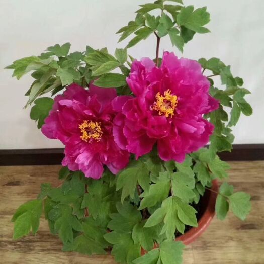 菏泽 荷泽牡丹、观赏牡丹