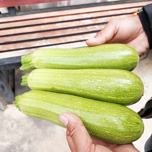 昆明 基地直采云南绿皮西葫芦小瓜新鲜蔬菜 农家自种西葫芦瓜