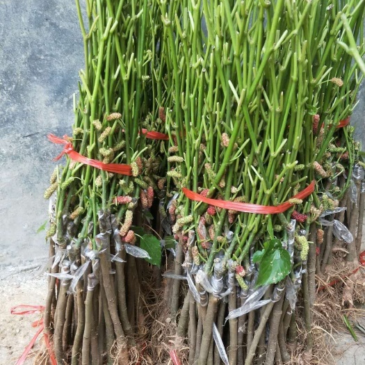 灵山县 包邮发货.桑葚树苗南北方种植当年结果无籽十大桑树苗黑桑椹四季