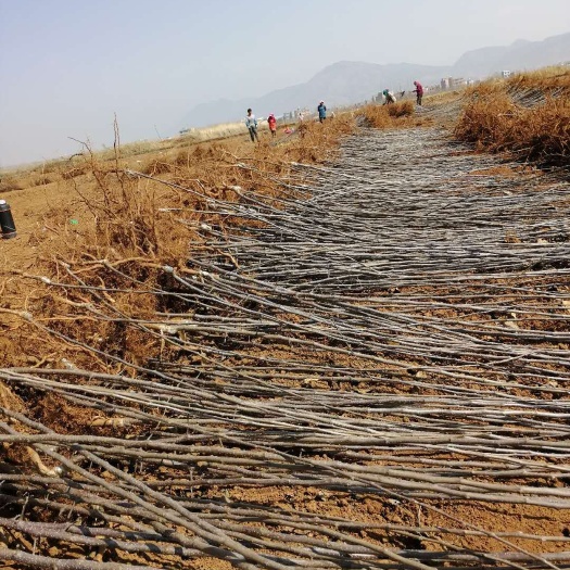 昭通红露苹果苗 苹果苗，红露