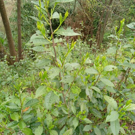 新宁县野生红茶 舜皇山高山云雾岩茶