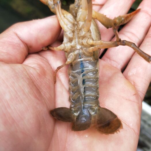 舒城县洪湖小龙虾 4到6钱专卖