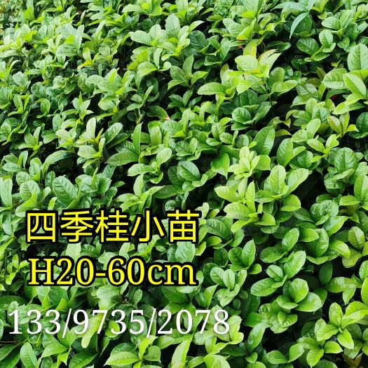 桂花苗四季桂 齿叶桂 桂花苗基地直销四季常青
