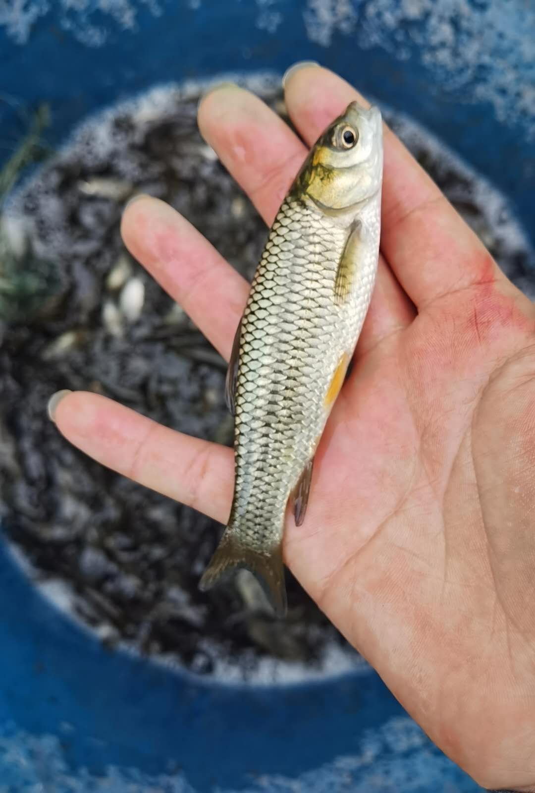 草鱼苗  四大家鱼，免费送货上门，提供技术指导
