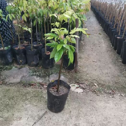 灵山县妃子笑荔枝苗 荔枝树苖妃子笑无核荔枝嫁接苗桂味荔枝果树果苗当年结果南方盆栽