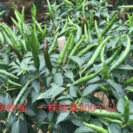 叙永县 特辣椒
