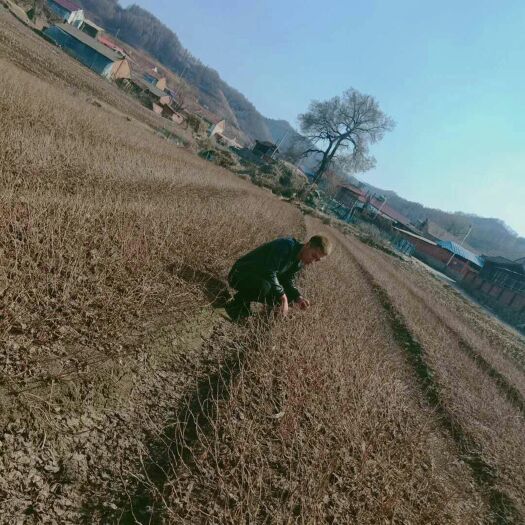 新宾县 大量促销五味子苗苗好不骗人诚信为本