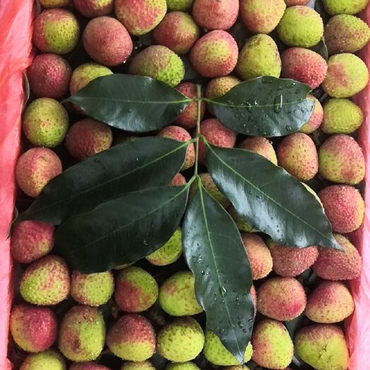 乐东县三月红荔枝 2cm