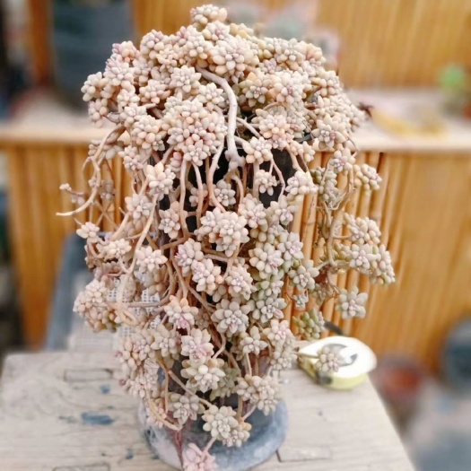 安顺多肉植物超级老桩（丸叶姬秋丽）瀑布桩、悬崖桩