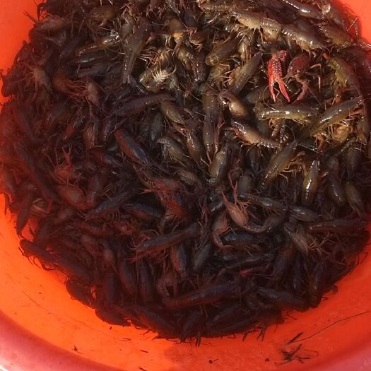 南县 龙虾大量有货